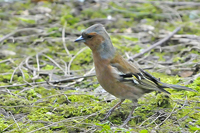 Fringilla coelebs